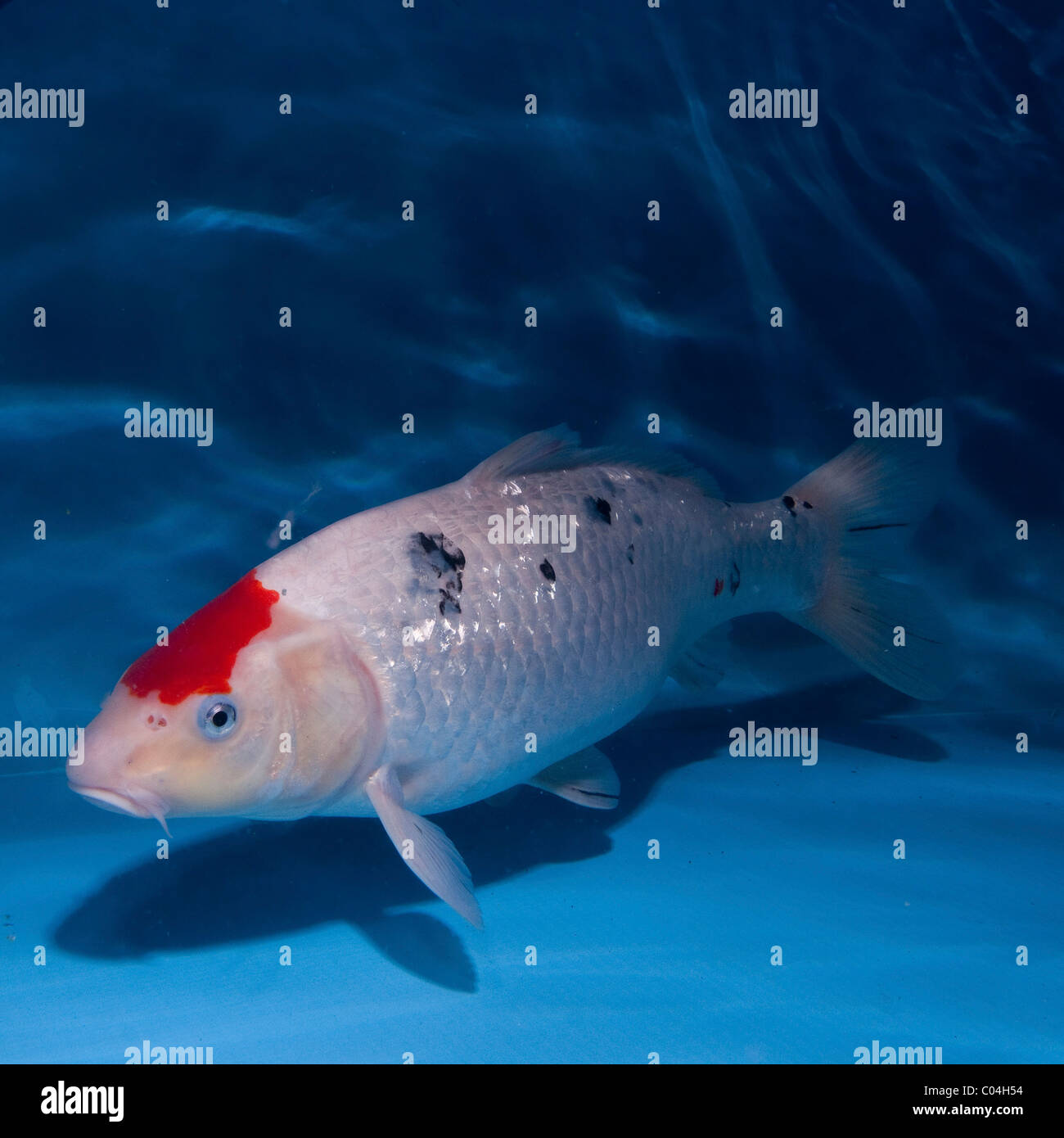 Koi (Japanese literally "brocaded carp"), are ornamental domesticated