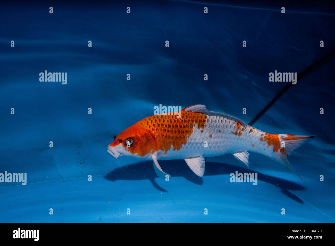 Koi (Japanese literally "brocaded carp"), are ornamental domesticated