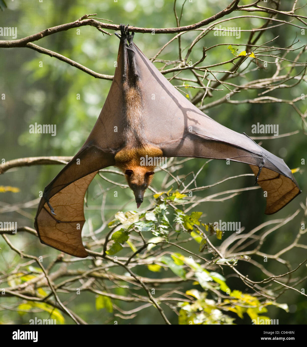 Fruit Bat or Flying Fox Stock Photo Alamy