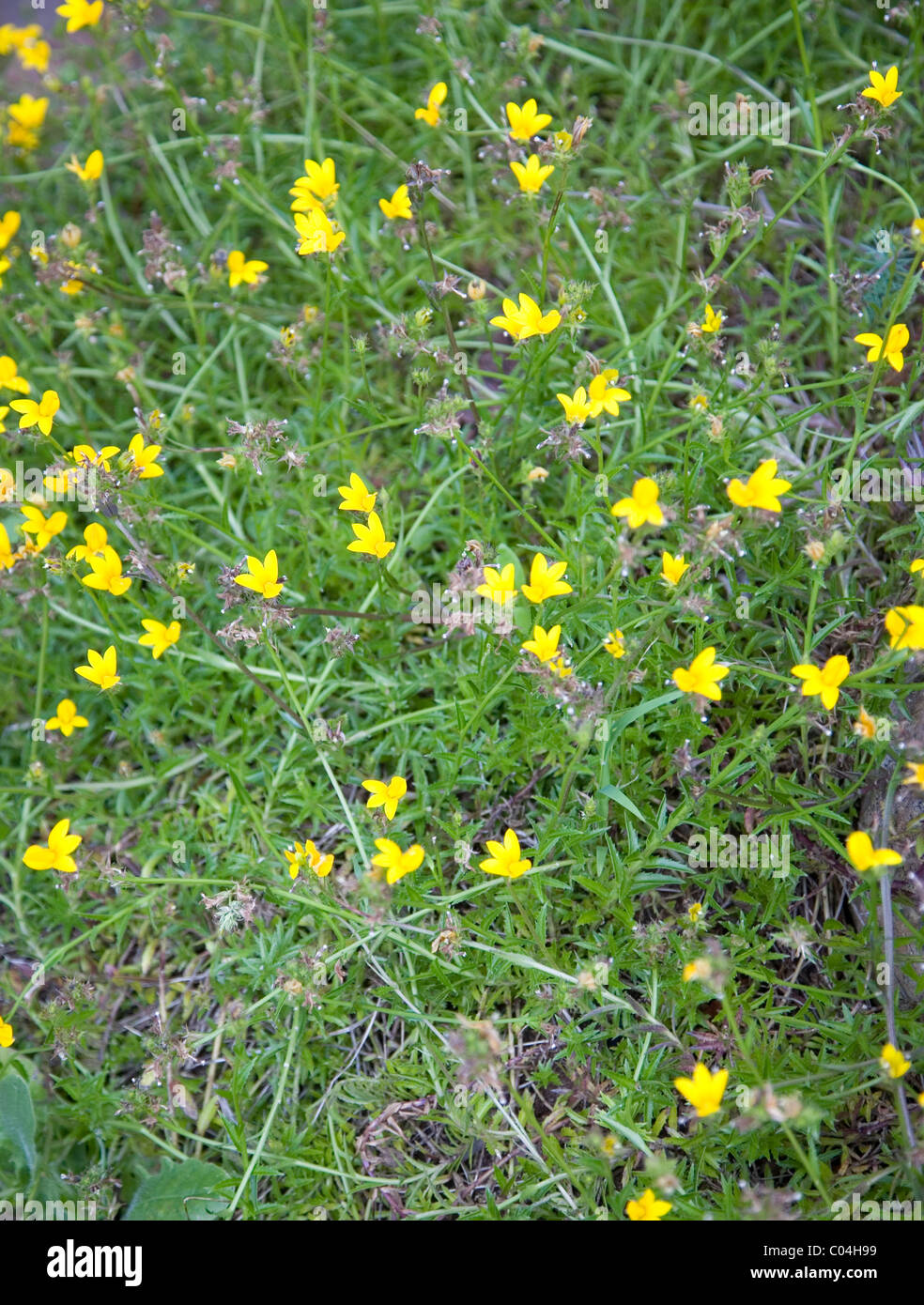 Monopsis Lutea or Yellow Lobelia at Kirstenbosch Gardens in Cape Town Stock Photo