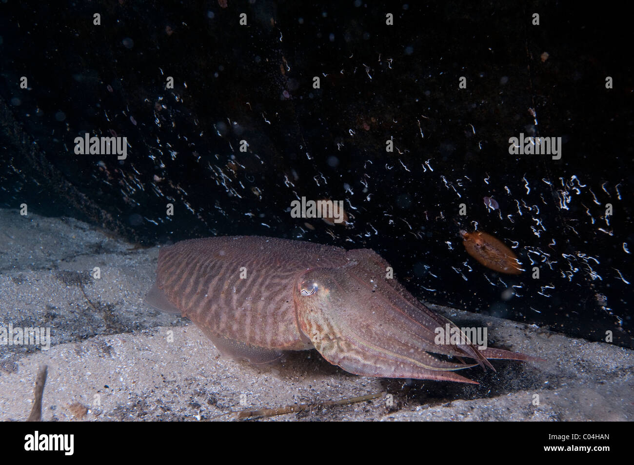 Cephalopod behaviour hi-res stock photography and images - Alamy