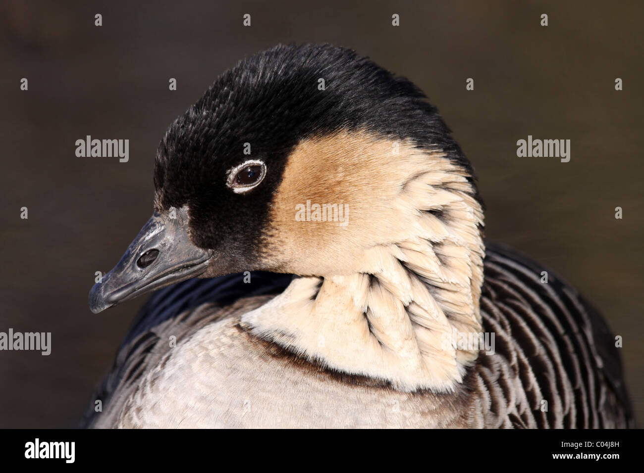 Hawaiian endemic goose nene hi-res stock photography and images - Alamy