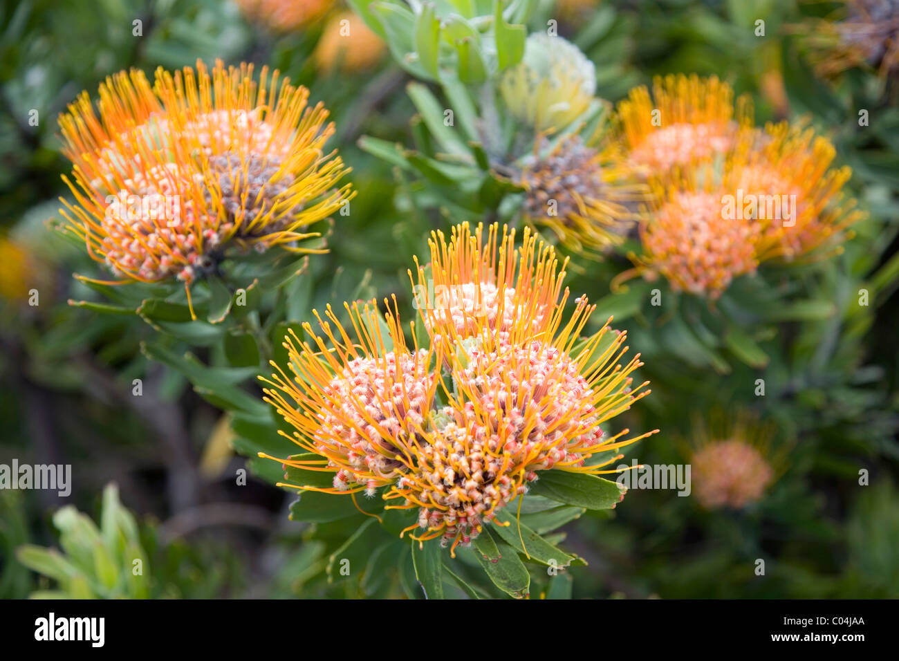Leucospermum Erubescens protea at Kirstenbosch in Cape Town Stock Photo