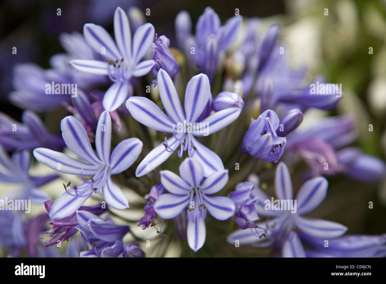 Agapanthus Africanus at Kirstenbosch Gardens in Cape Town Stock Photo