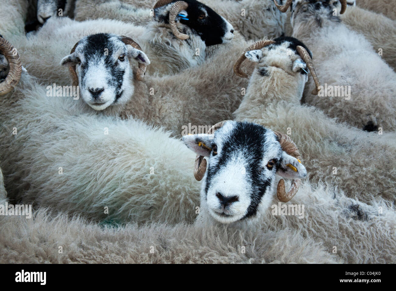 Flock of Swaledale sheep crowded together in pen waiting for transport to market Stock Photo