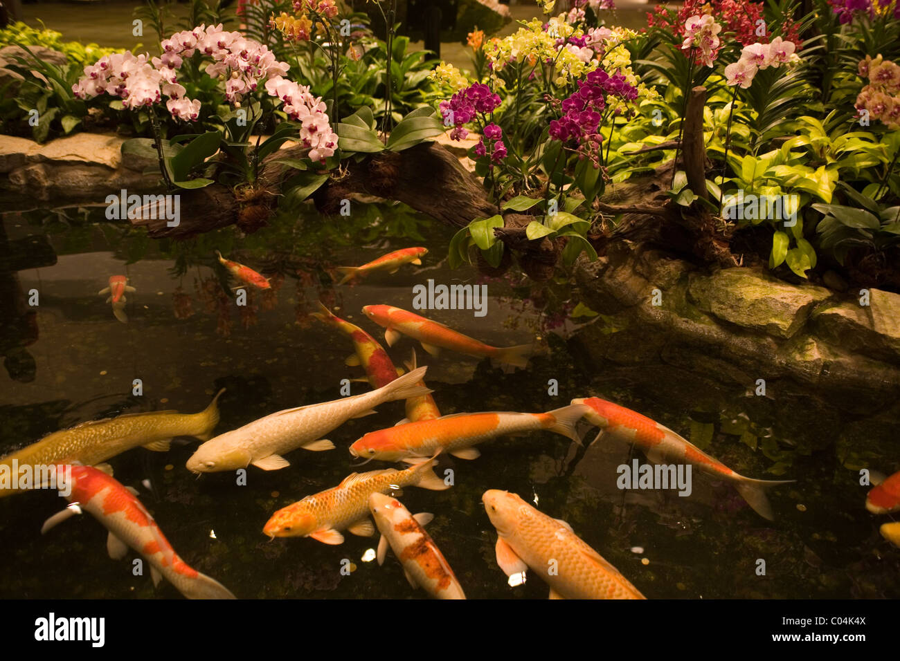 Singapore Changi airport fishpond Stock Photo
