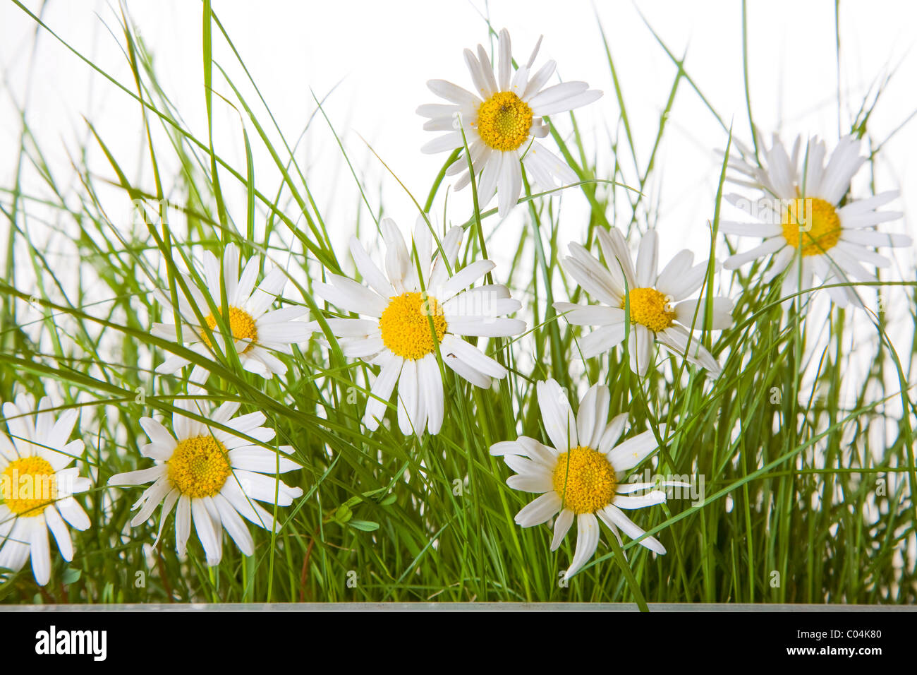 Daisy flowers and green grass over a white background Stock Photo - Alamy