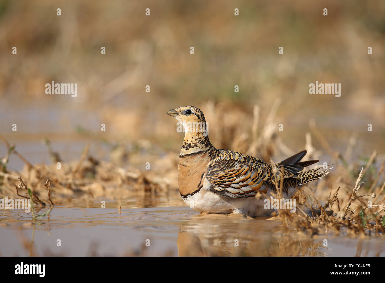 Pin-tailed Sandgrouse (Pterocles alchata). Female drinking. Ciudad Real, Spain. Stock Photo