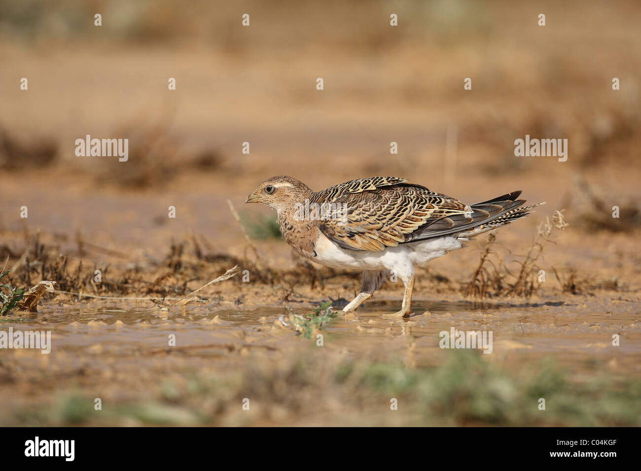 Pin-tailed Sandgrouse (Pterocles alchata). Juvenile walking in shallow water. Ciudad Real, Spain. Stock Photo