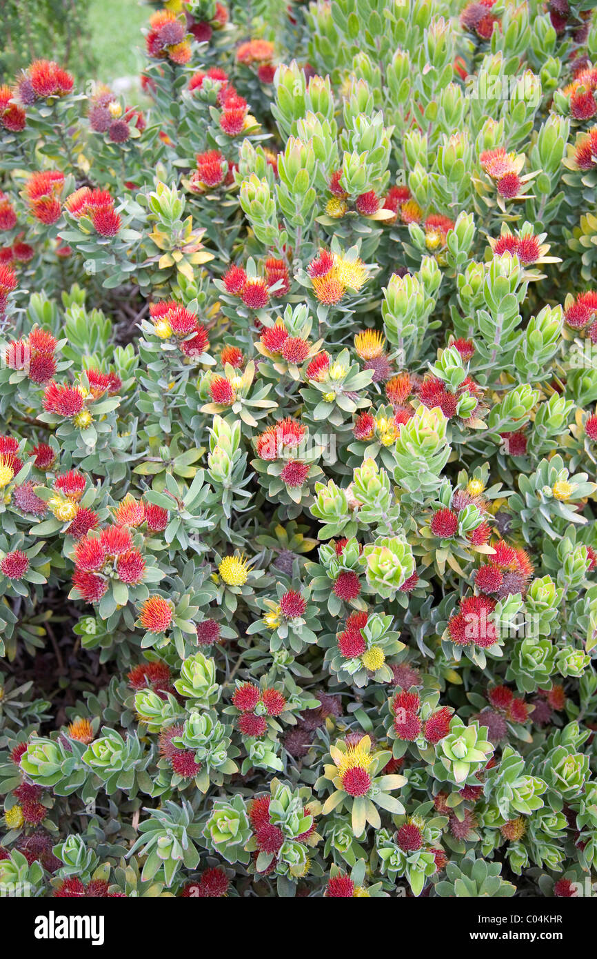 Leucospermum Oleifolium protea at Kirstenbosch in Cape Town Stock Photo