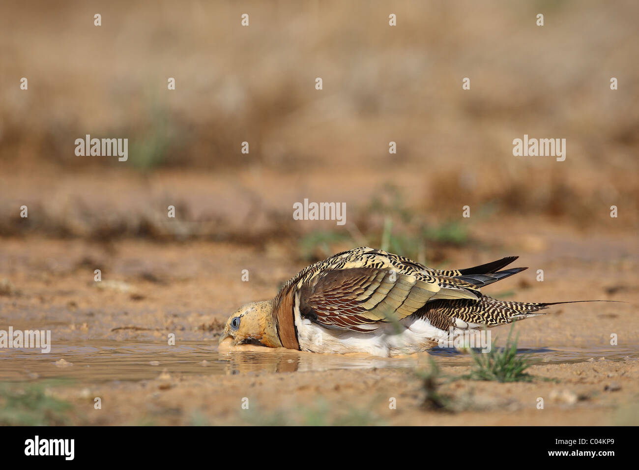 Pin-tailed Sandgrouse (Pterocles alchata). Male drinking. Ciudad Real, Spain. Stock Photo
