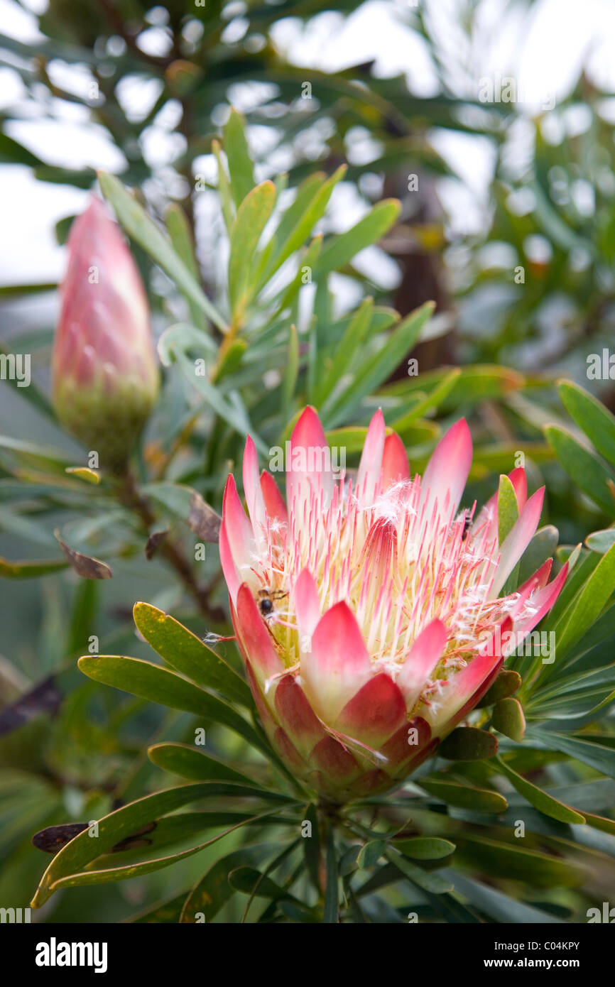 Protea Repens or Sugarbush Protea in Kirstenbosch in Cape Town Stock Photo