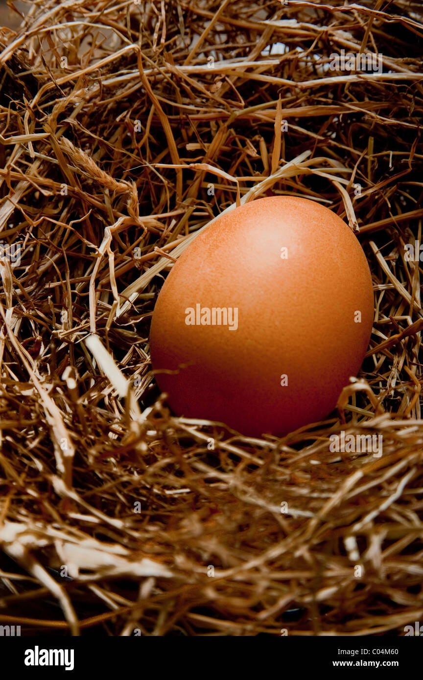 Single chicken egg in hay nest Stock Photo Alamy