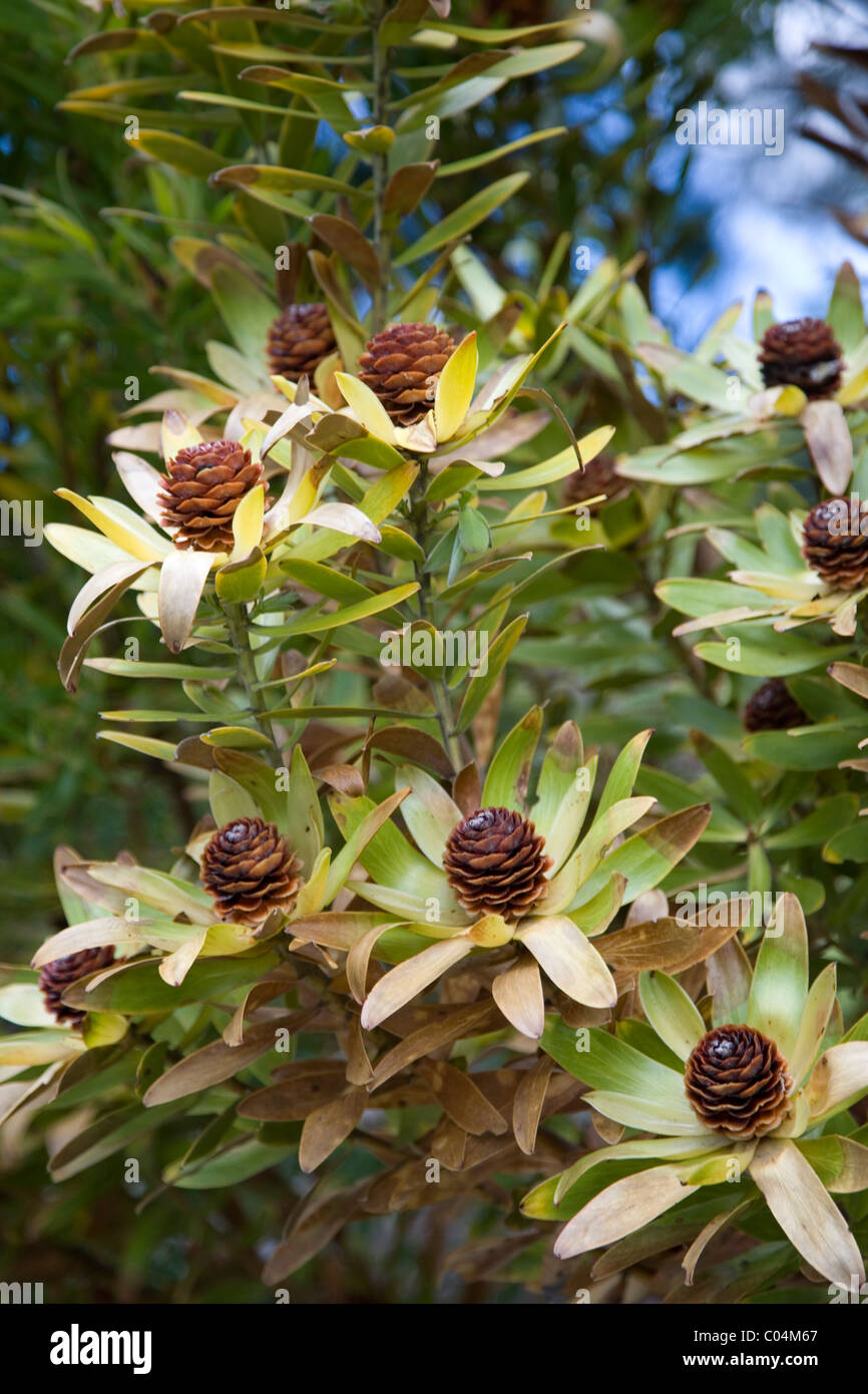 Leucadendron Laureolum or Yellow-Cone Bush at Kirstenbosch gardens in Cape Town Stock Photo