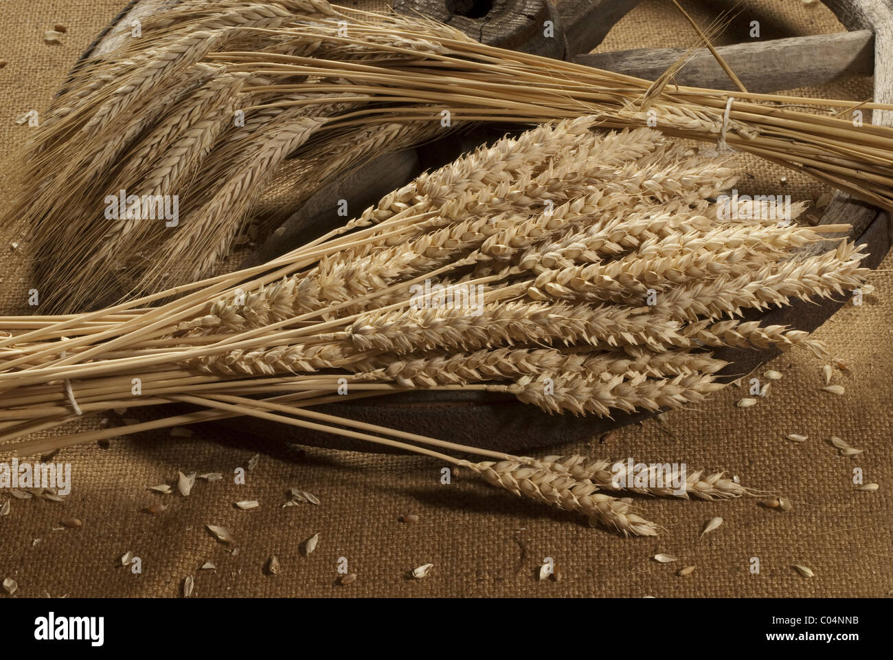 wheat and barley Stock Photo