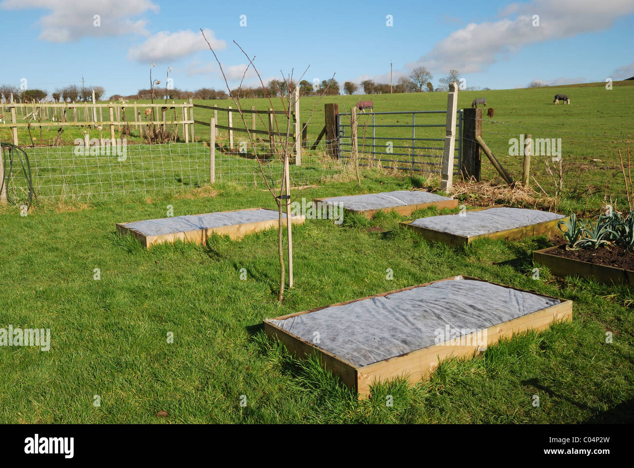 Raised vegetable beds covered in horticultural fleece. Lincolnshire, England. Stock Photo