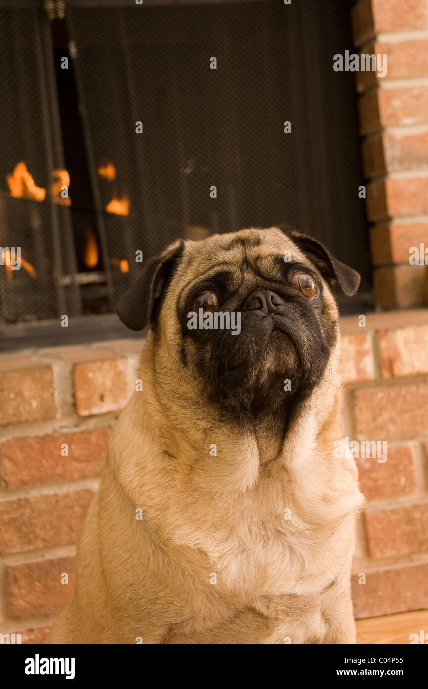 Pug In Front of Fireplace. Stock Photo