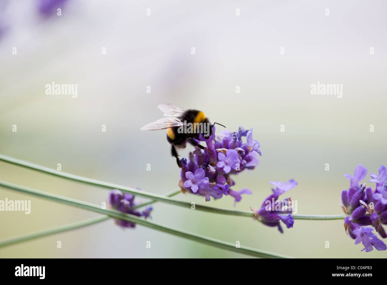 Bumblebee Working Stock Photo