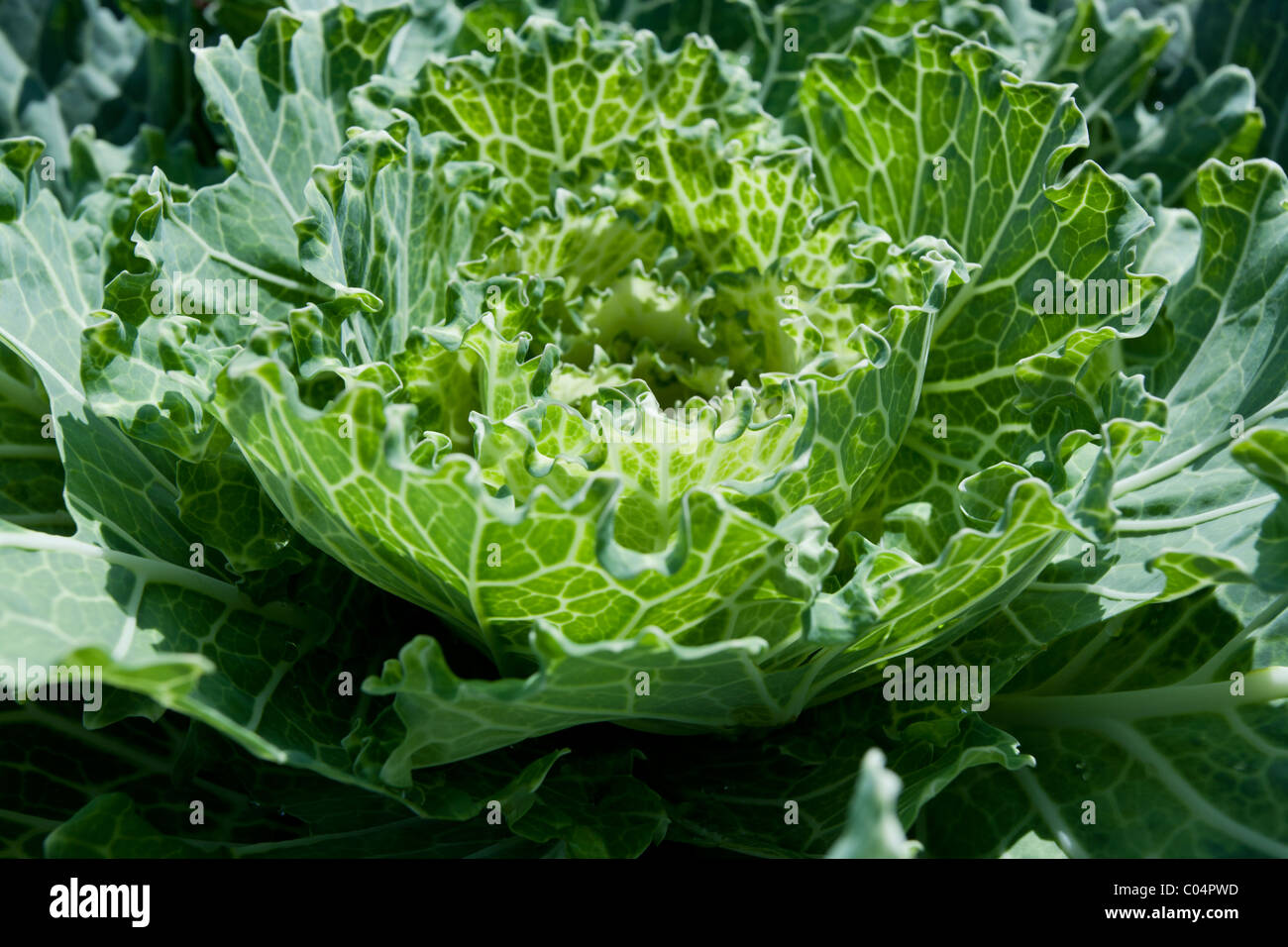 Cabbage hood hires stock photography and images Alamy