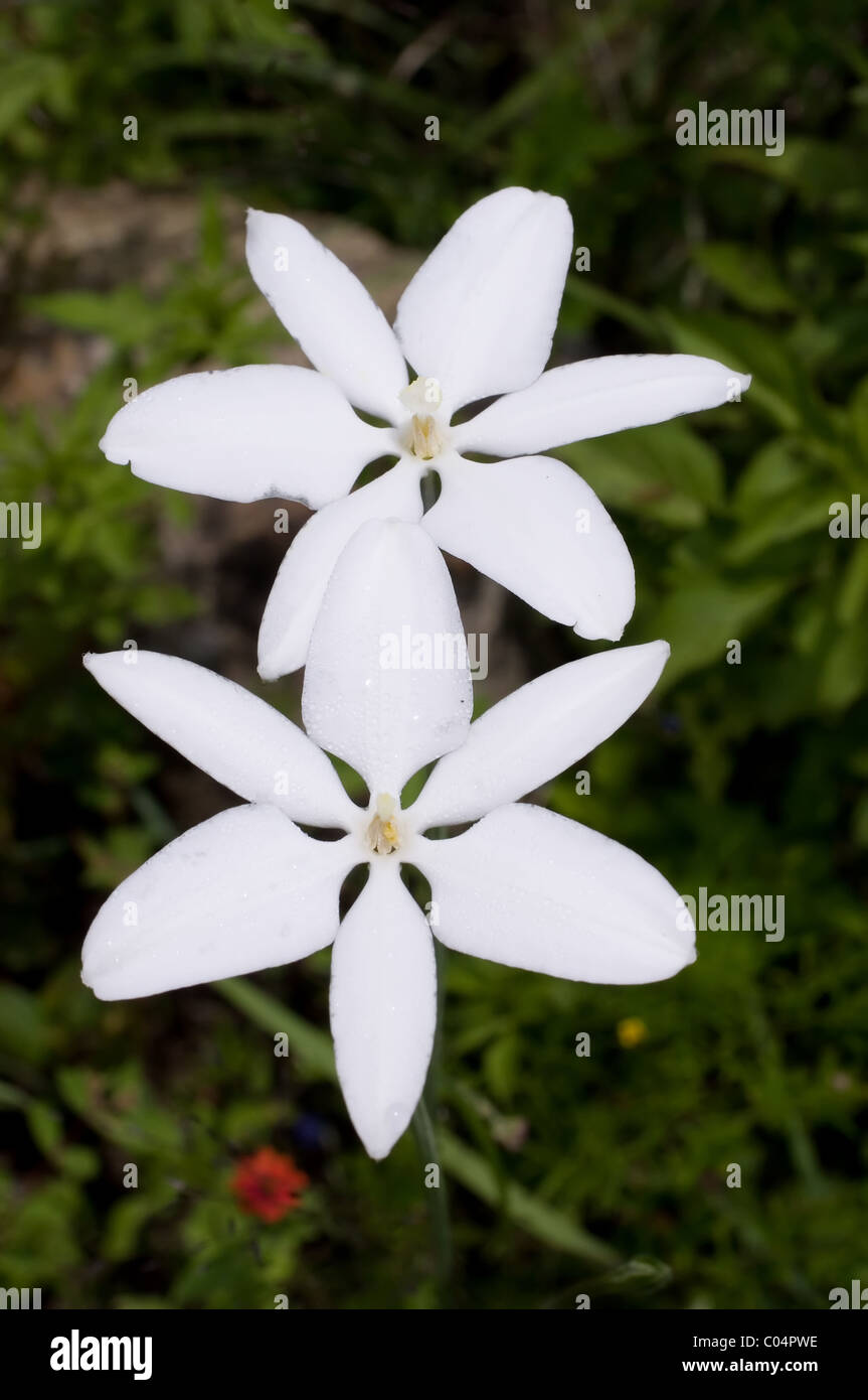 Photo Of Two Wild Mexican Stars Milla Biflora Stock Photo Alamy