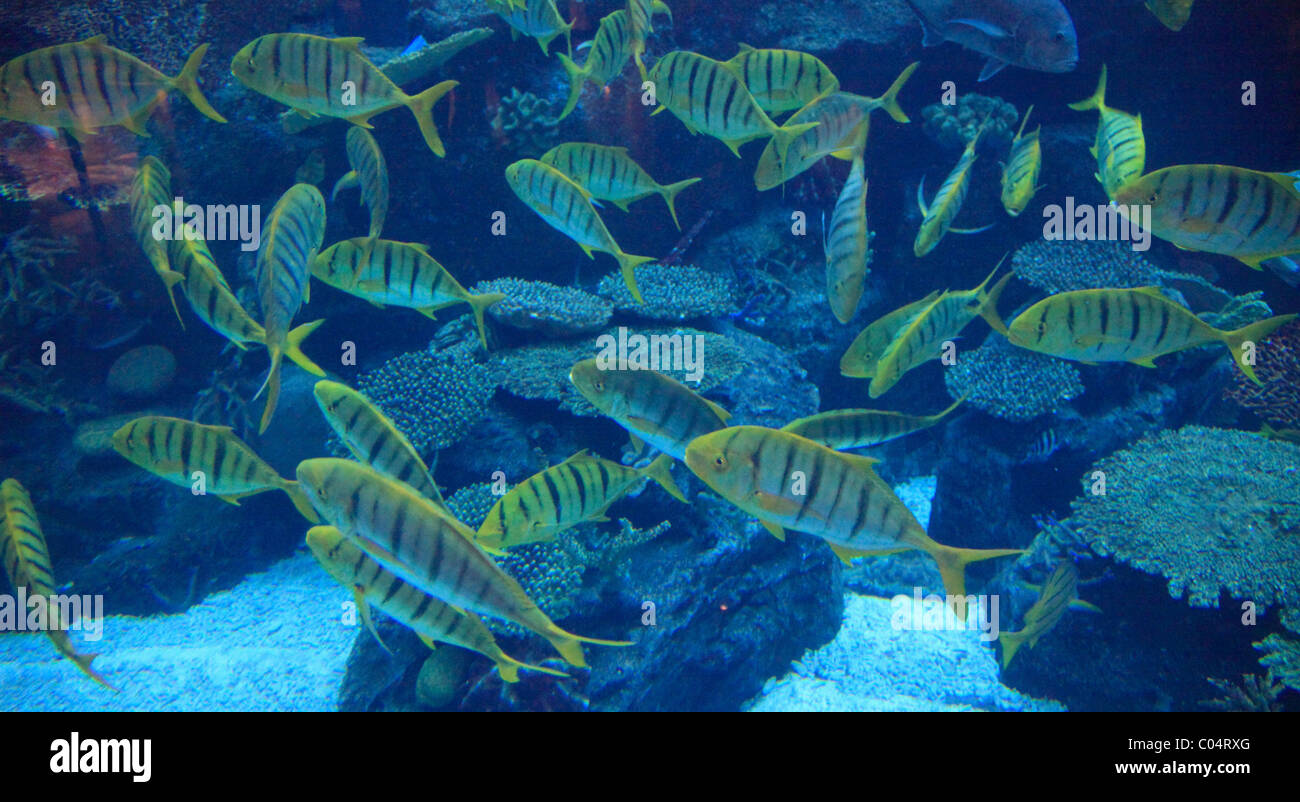 United Arab Emirates, Dubai, Dubai Mall, Aquarium, Stock Photo