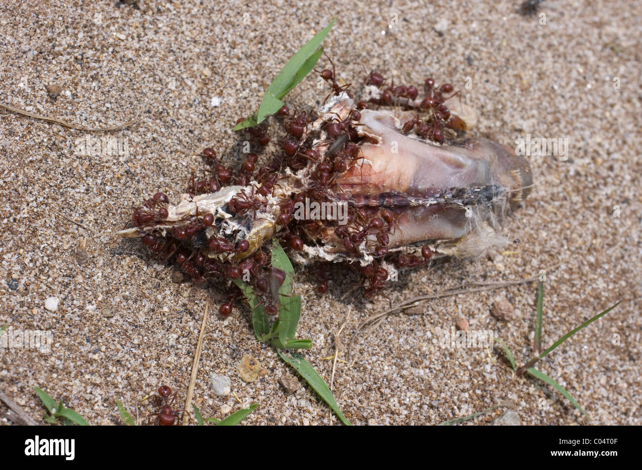 Dead chick covered with fire ants Stock Photo