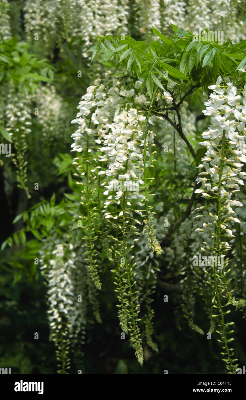 Wisteria sinensis alba hi-res stock photography and images - Alamy