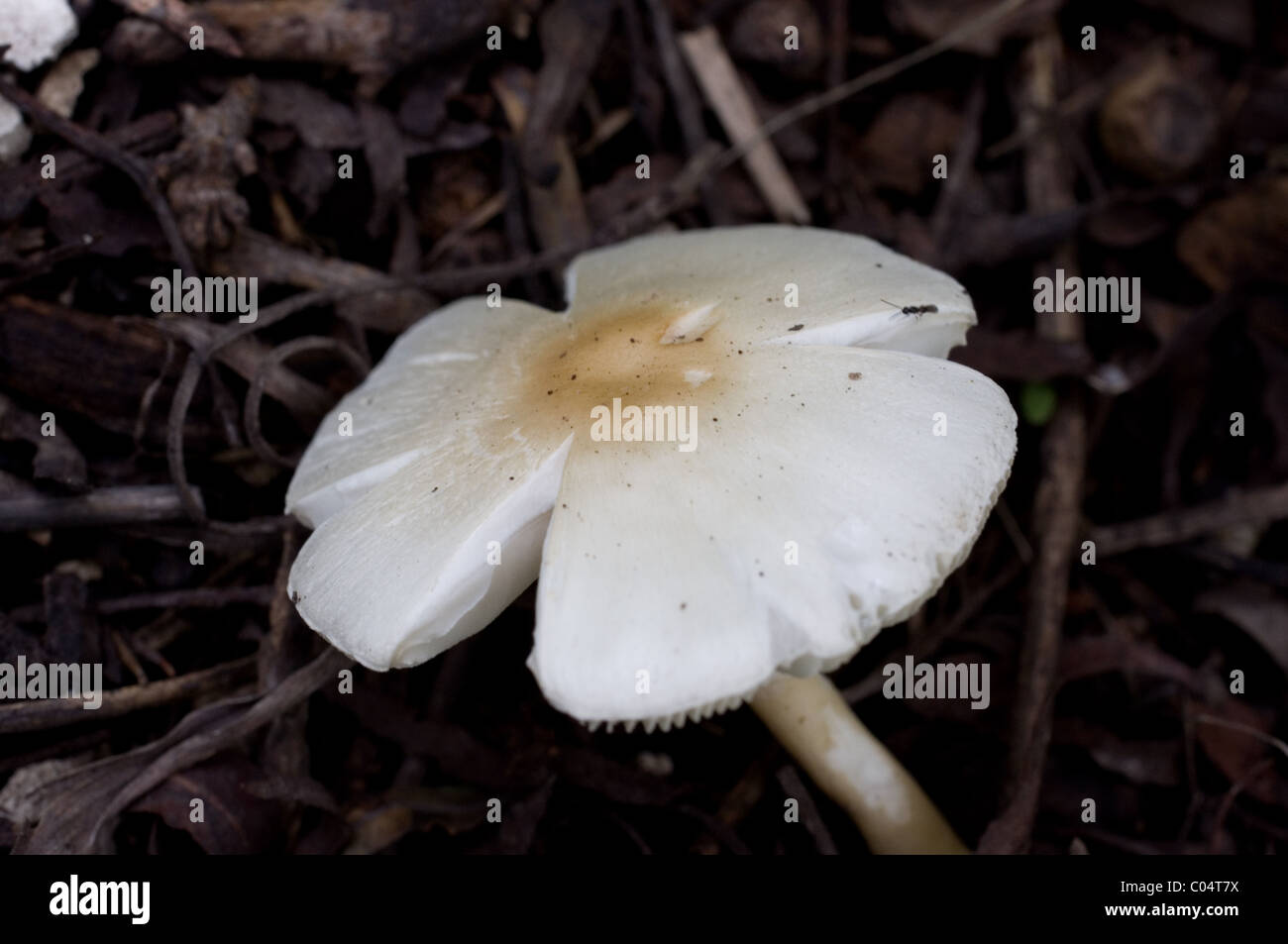 White mushroom growing in Mexico, probably Lepiota or Leucoagaricus sp Stock Photo