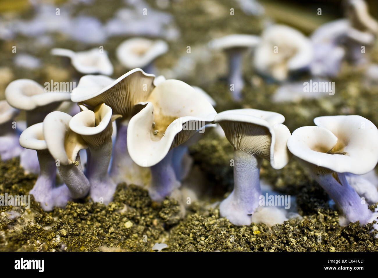 Wood blewit, Lepista nuda, mushrooms growing underground in compost in cave in the Loire Valley, France Stock Photo