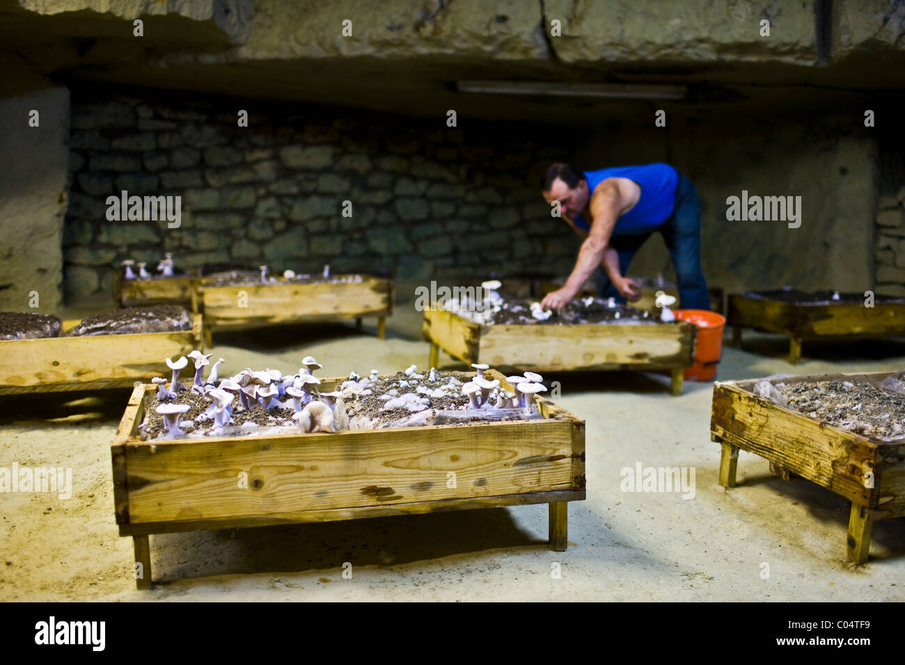 Wood blewit, Lepista nuda, mushrooms grow in underground troglodyte cave at Le Saut Aux Loups at Montsoreau, France Stock Photo