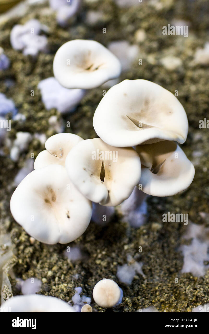 Wood blewit, Lepista nuda, mushrooms grow in underground cave at Le Saut Aux Loups at Montsoreau, France Stock Photo