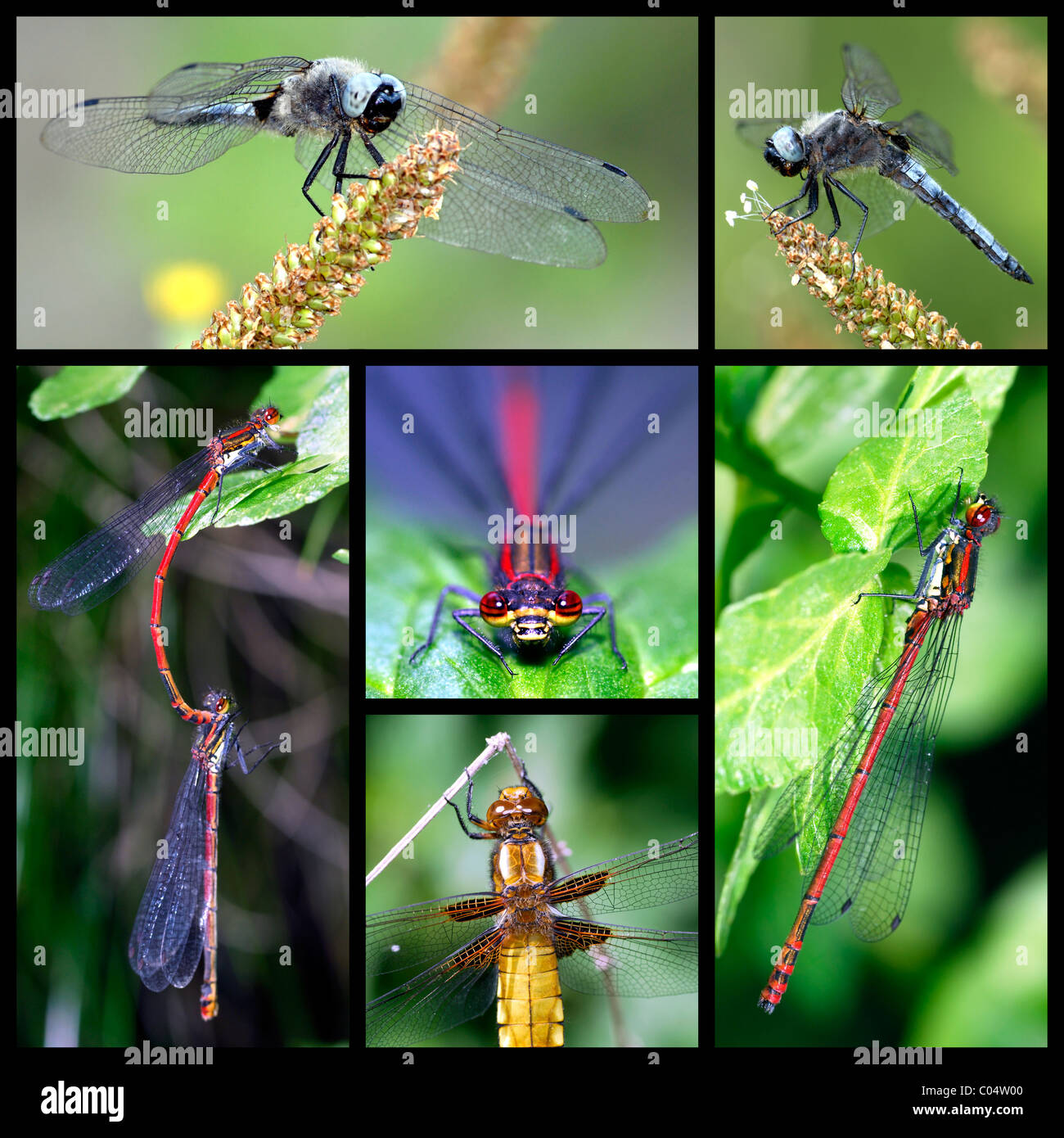 Six mosaic photos dragonflies and damselflies Stock Photo - Alamy
