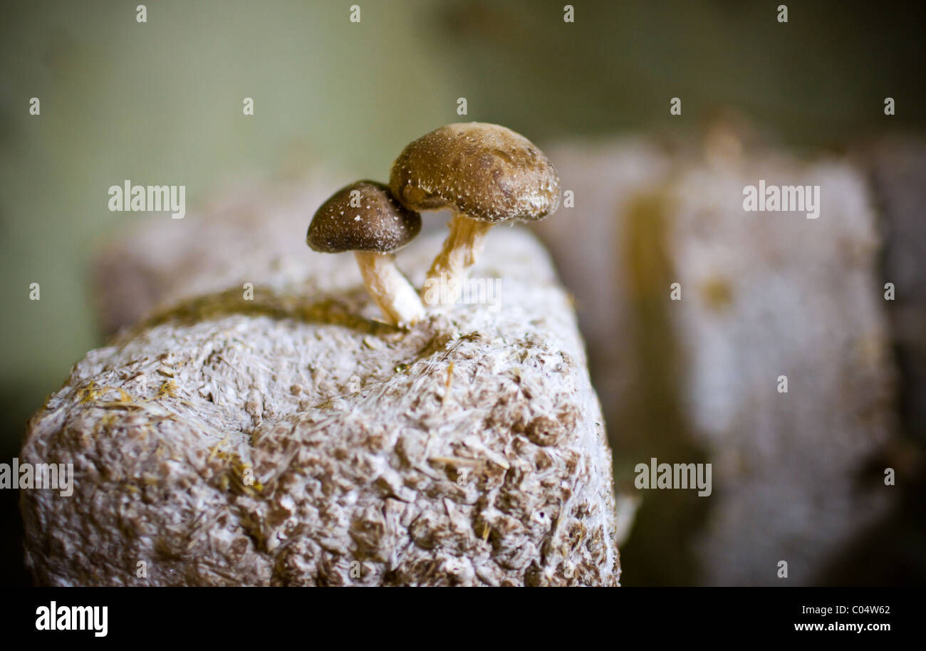 Shitake mushrooms growing on compost pillar in former troglodyte cave at Le Saut aux Loups, in the Loire Valley, France Stock Photo