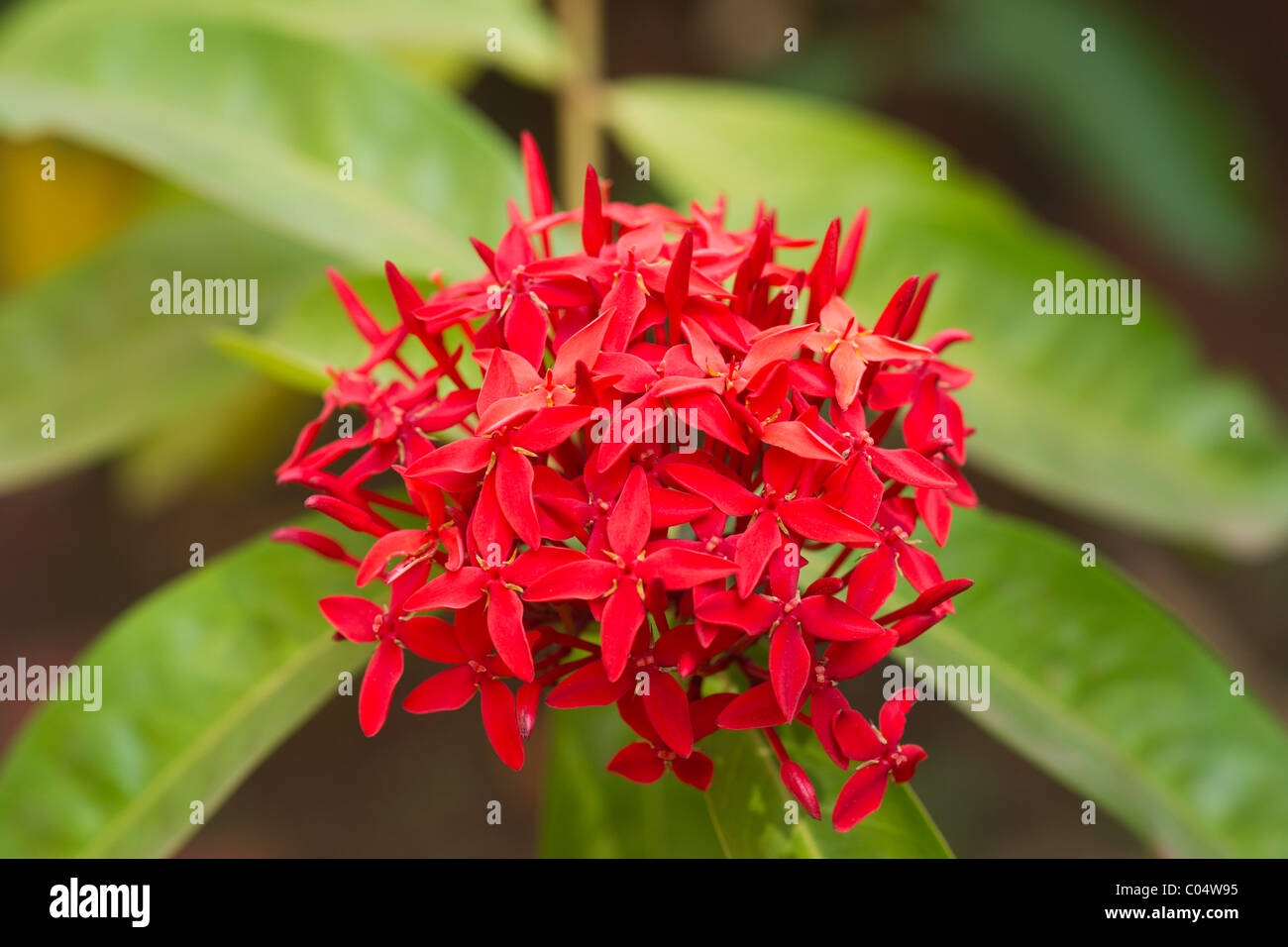 Scarlet Ixora a common plant of India. Stock Photo