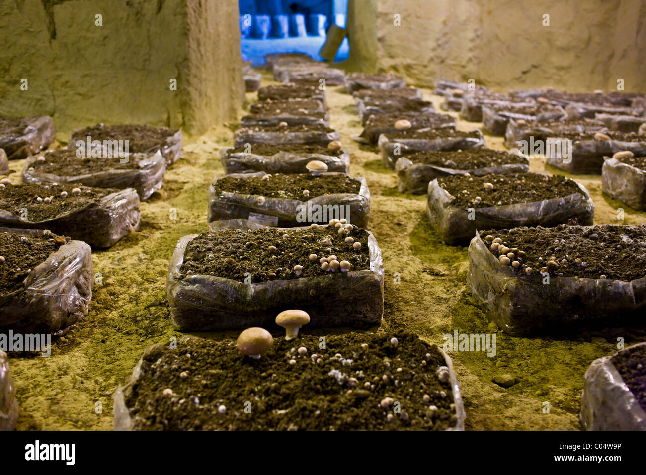 Champignon de Paris mushrooms, Psalliota Hortensis, growing in former troglodyte cave in the Loire Valley, France Stock Photo