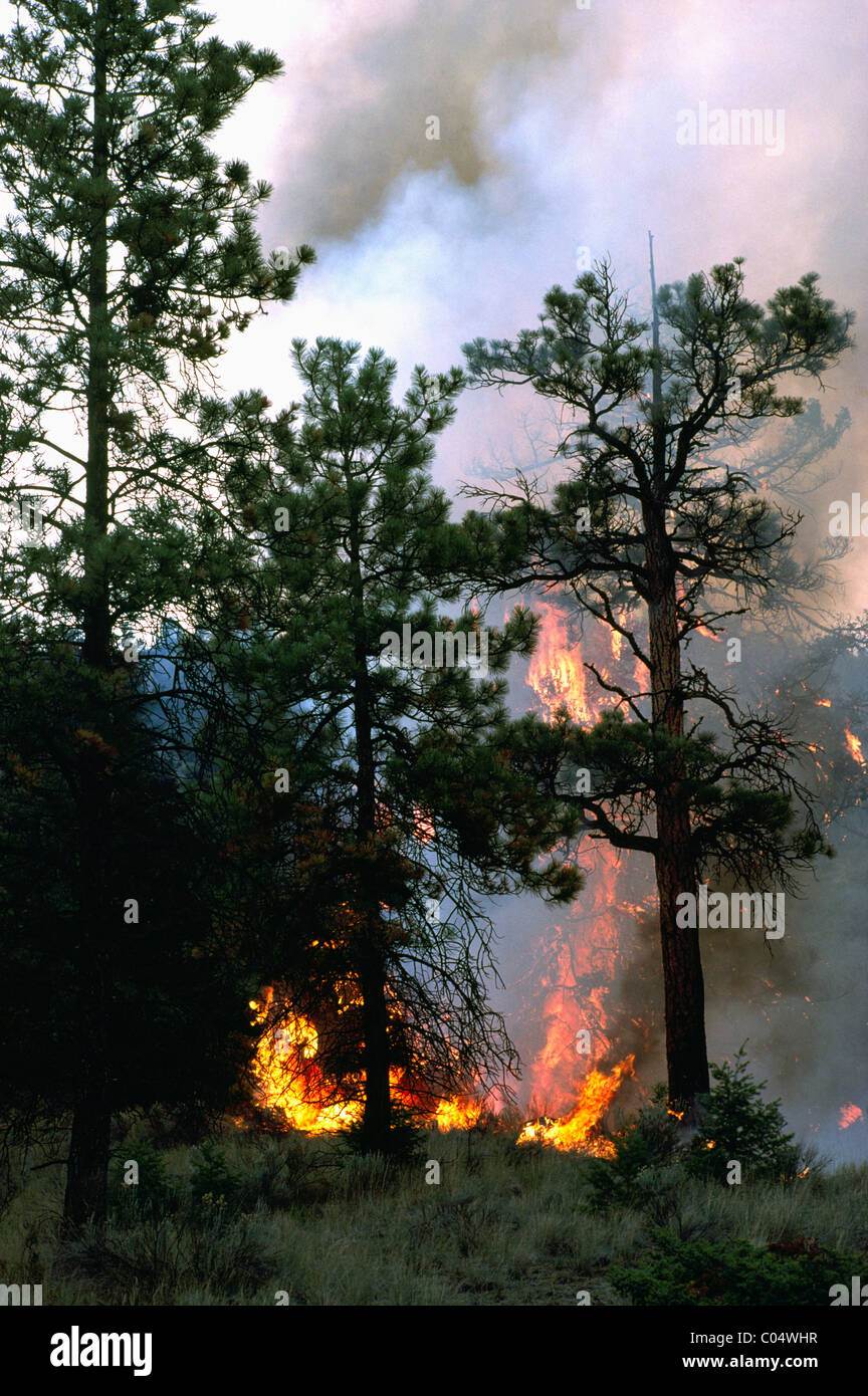 Bc fires hires stock photography and images Alamy