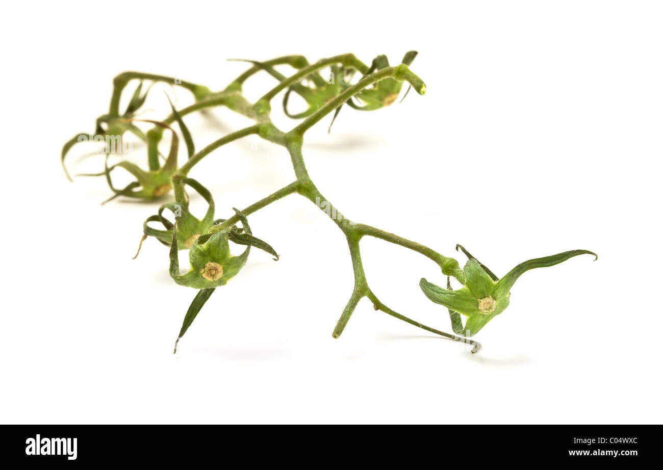 Abstract Bare Tomato Vine from low perspective isolated on white. Stock Photo