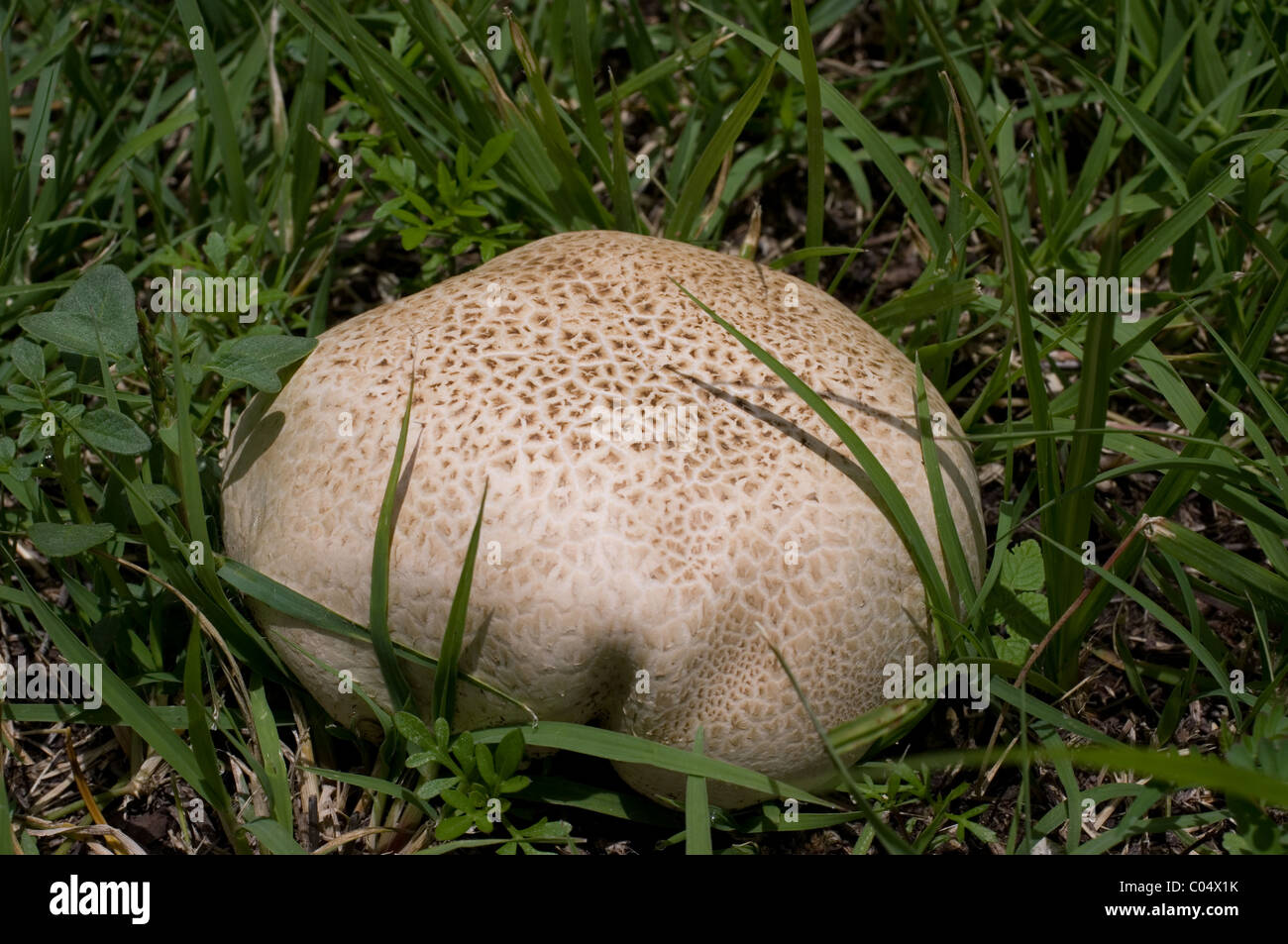 Mature giant puffball mushroom (Calvatia gigantea). This one was 20 cm in diameter. Stock Photo