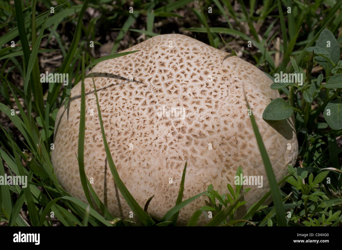 Mature giant puffball mushroom (Calvatia gigantea). This one was 20 cm in diameter. Stock Photo