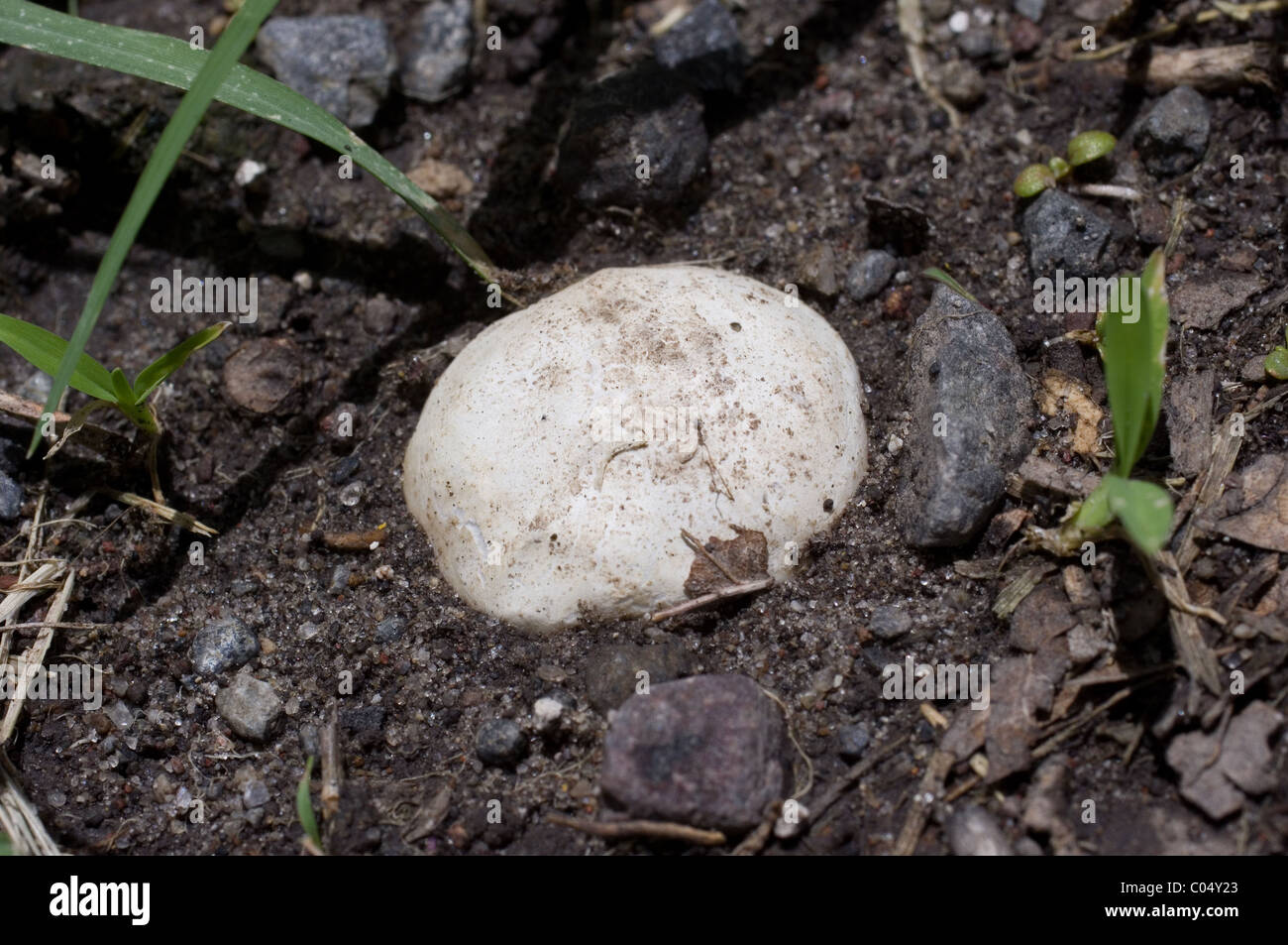 Mushroom sprouting Stock Photo