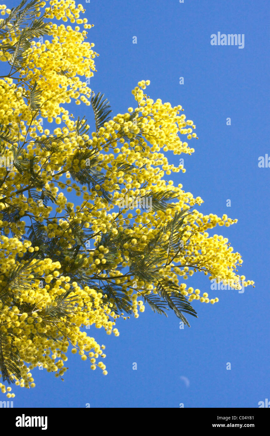 yellow flowers of mimosa tree in blue sky in Provence, 'French Riviera', 'Côte d'Azur',France Stock Photo