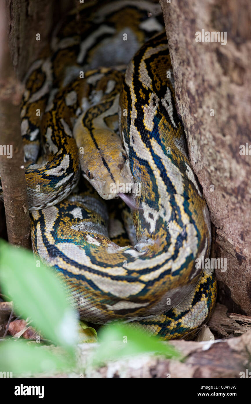 Reticulated python python reticulatus hi-res stock photography and ...