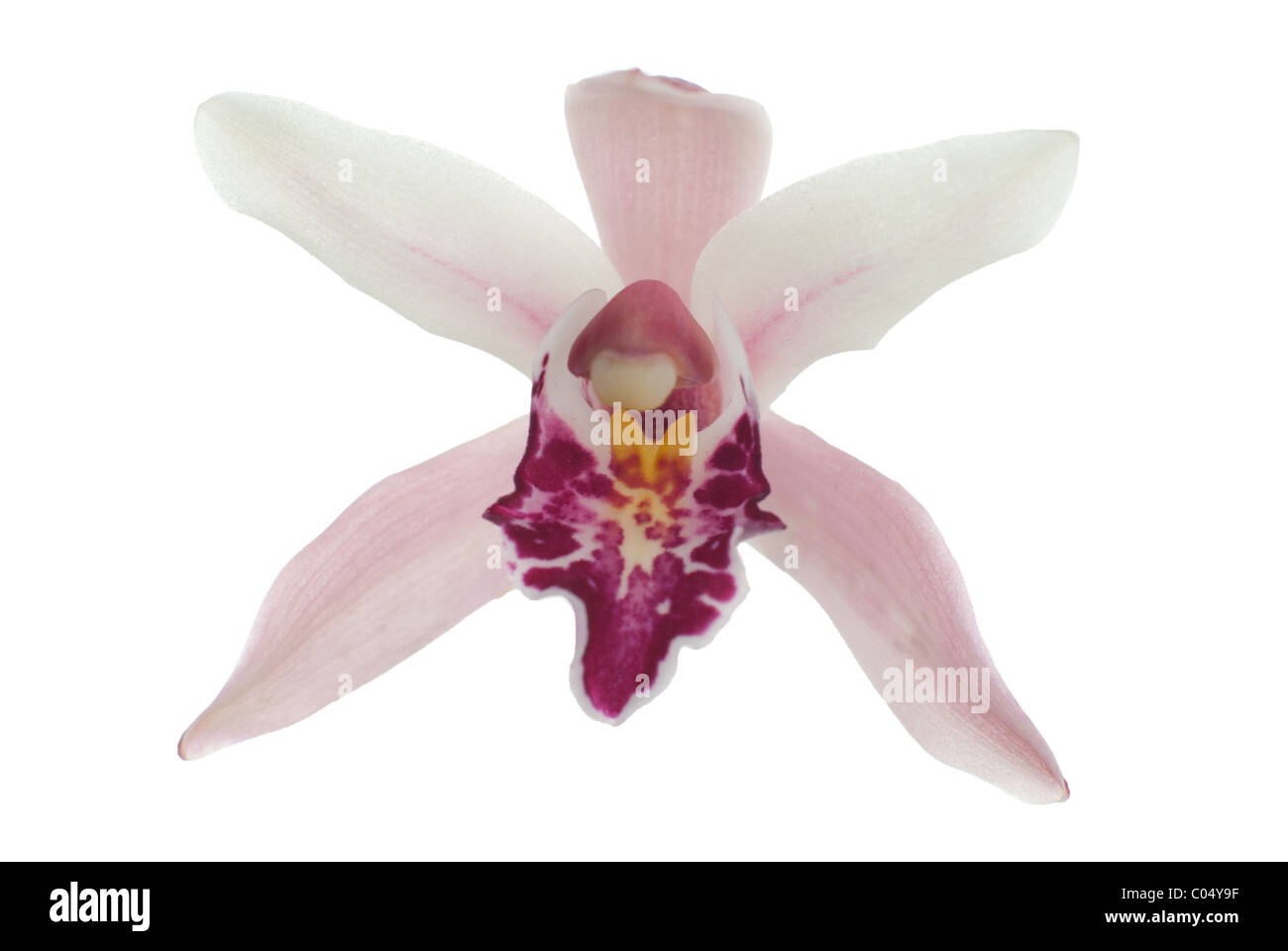 Beautiful pink orchid isolated on white background Stock Photo - Alamy