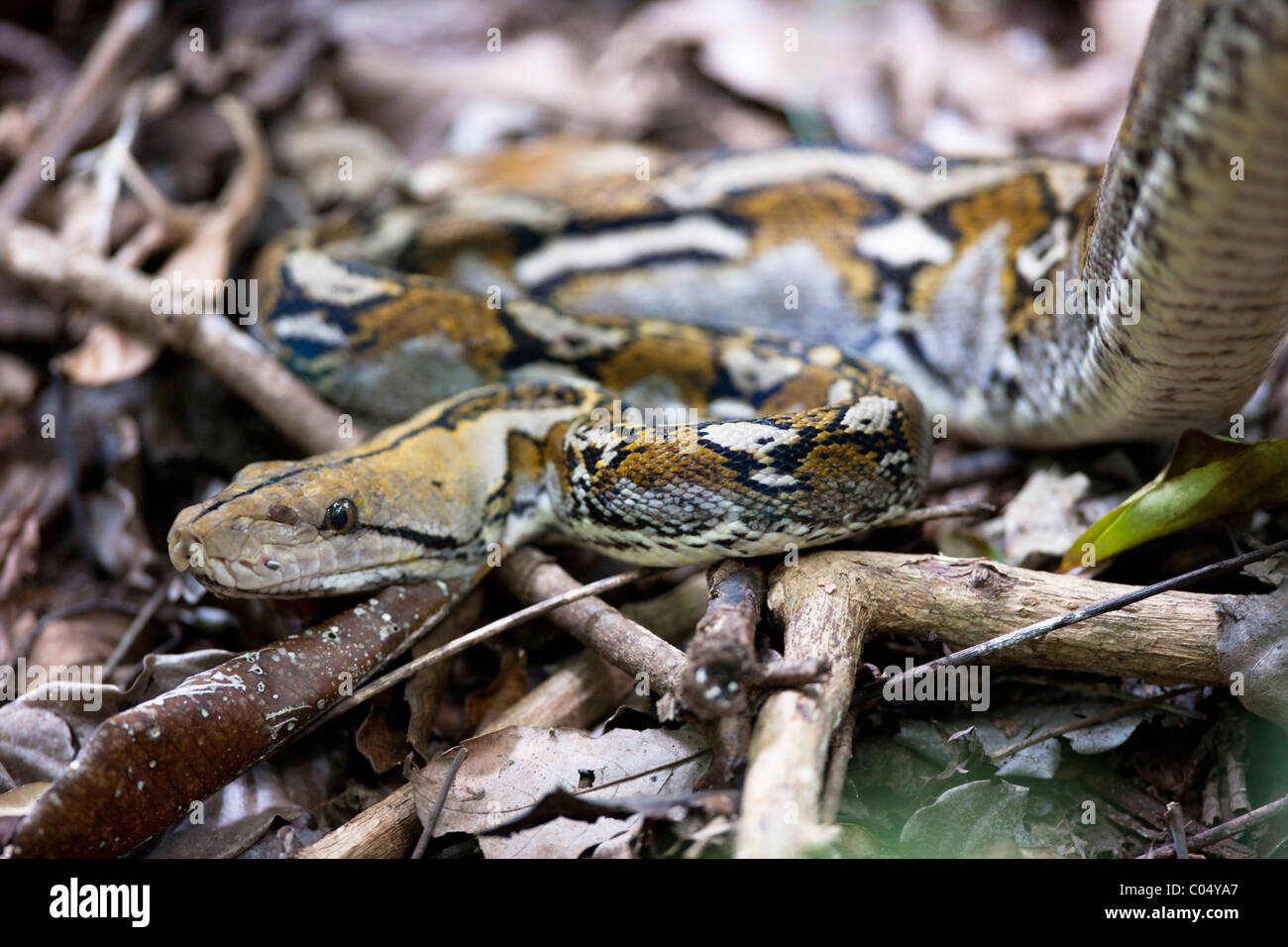 Reticulated Python (Python reticulatus reticulatus Stock Photo - Alamy