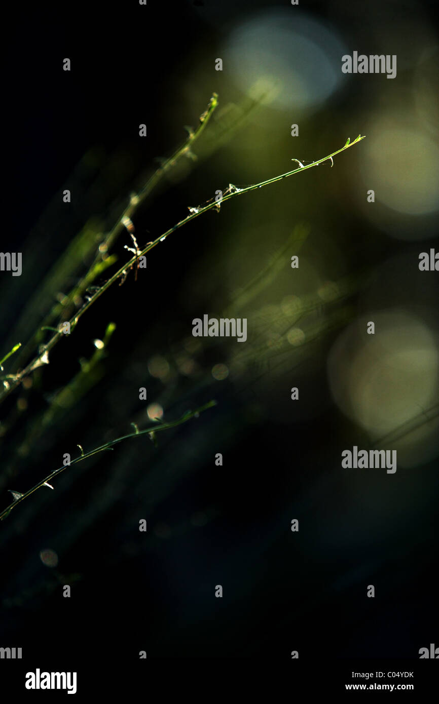 A tall bush background Stock Photo - Alamy