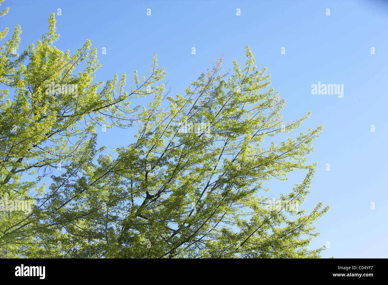 A tree background with green leafs and blue sky Stock Photo - Alamy