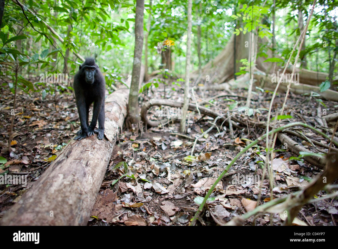 Crested Black Macaque (Macaca nigra) Stock Photo