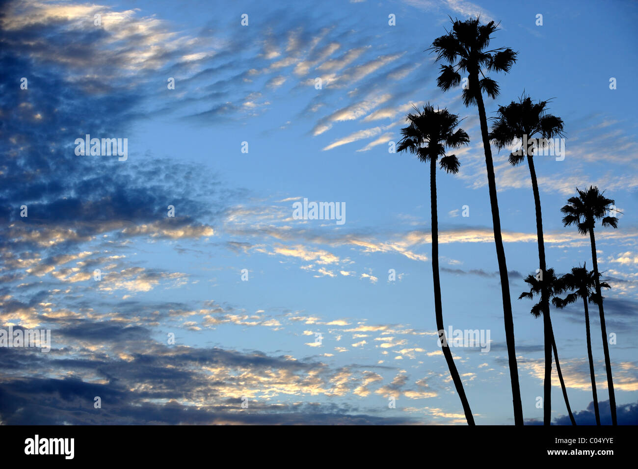 Palm trees at resort hi-res stock photography and images - Alamy