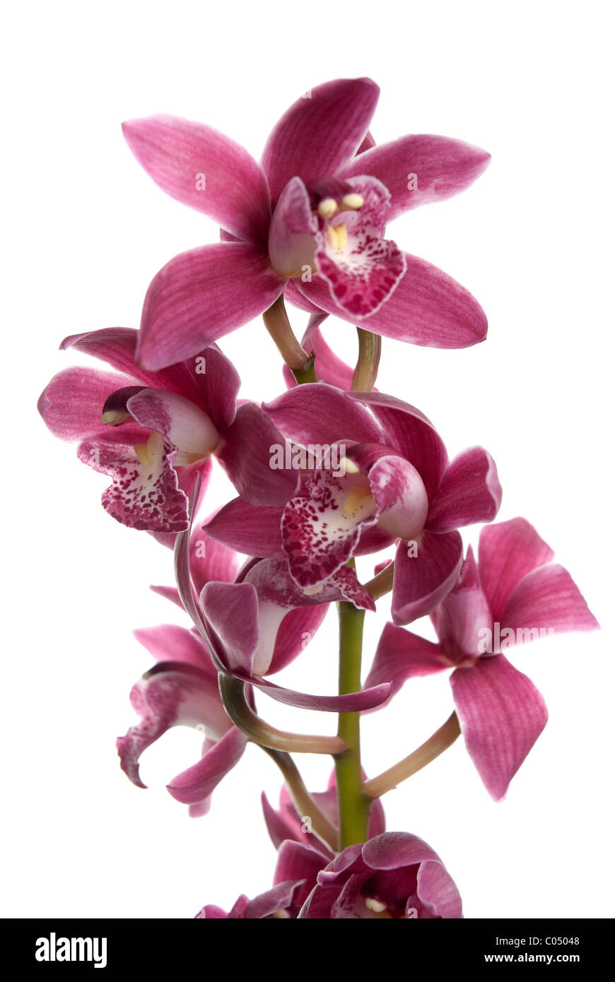 Pink orchid isolated on white background Stock Photo - Alamy