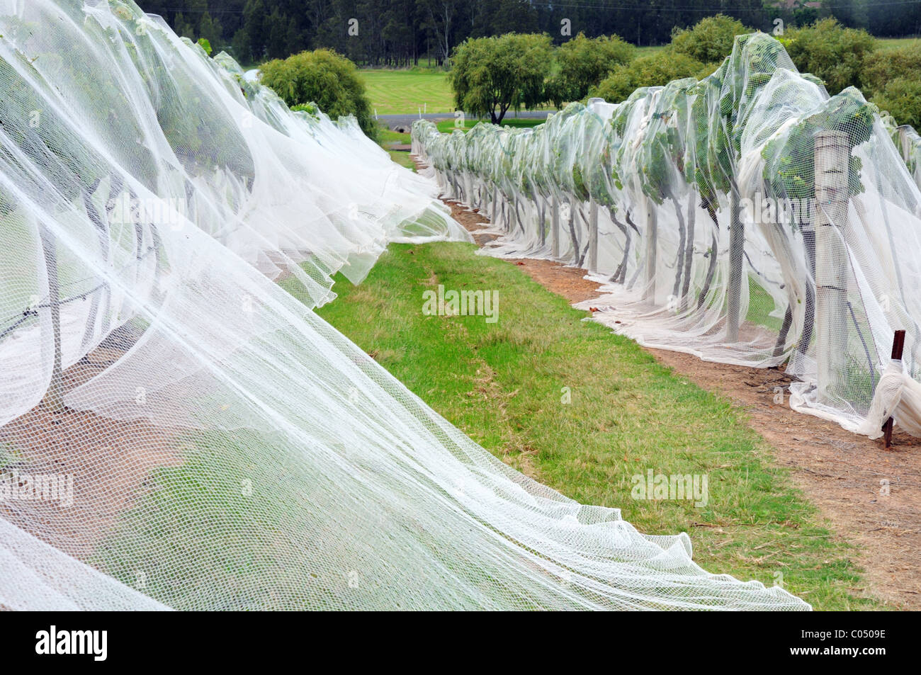 Vines covered in netting to keep birds and insects off the grapes Stock